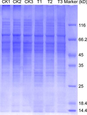 Proteomics Analysis Reveals the Molecular Mechanism of MoPer1 Regulating the Development and Pathogenicity of Magnaporthe oryzae